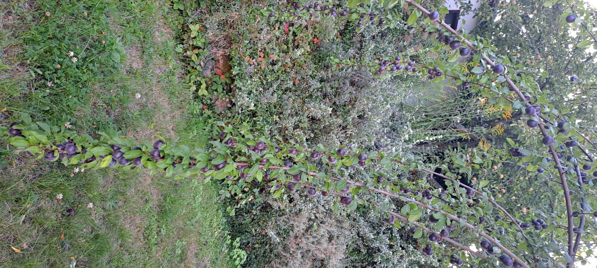 24-Garten