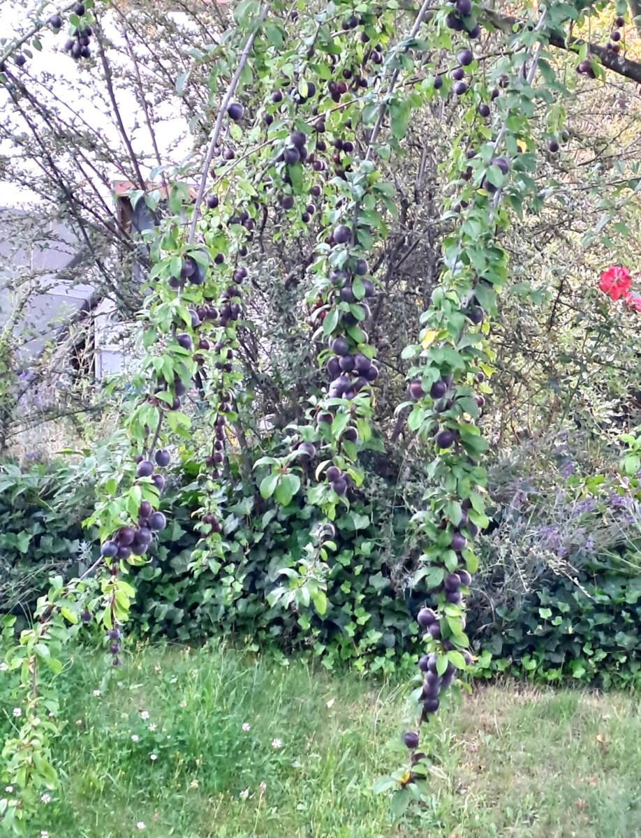 25-Garten